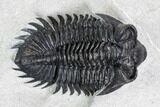 Coltraneia Trilobite Fossil - Huge Faceted Eyes #108427-2